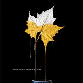 威士伯涂料:能伴随你一生的颜料