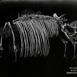 巴西环保组织公益广告