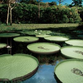 Nature Fresh Cooking Oil广告欣赏