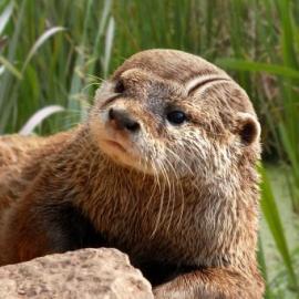 Dutch Landscape Committee广告欣赏