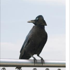 The 2008 Edmonton Indy Race