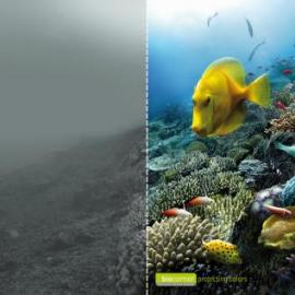 Biocorner：保护色