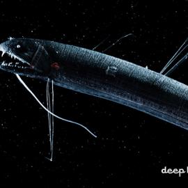 牛仔裤广告欣赏