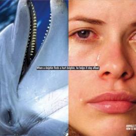 公益广告：动物是人类的老师