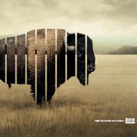 野生动物园：没有牢笼