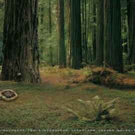 WildAid野生救援广告招贴欣赏