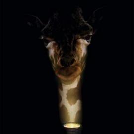 旧金山动物园平面广告欣赏