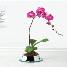 greengate花园中心广告招贴