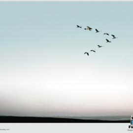 Futaba14赫兹无线电控制器：天鹅