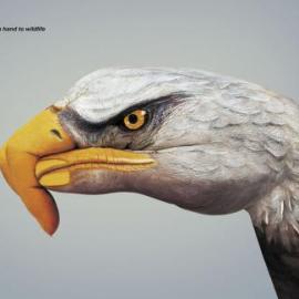 世界自然基金会（WWF）广告招贴欣赏