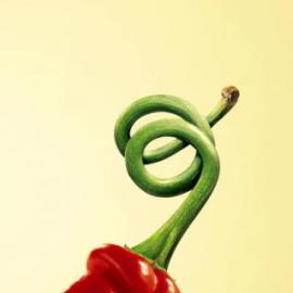 Mosaico 平面广告