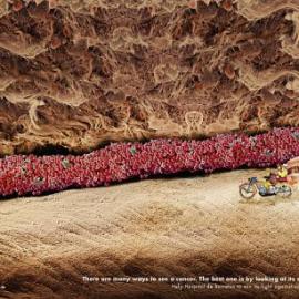 Hospital de C&acirc;ncer de Barretos 平面广告