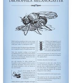 Mount Sinai 医院广告