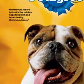 Pedigree 平面广告