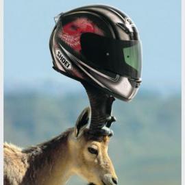 Shoei Evolve Helmets 安全帽广告