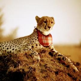 旅行工作室广告