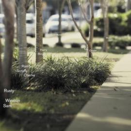 Rspca爱护动物意识周