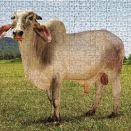 magesto消化夹心片广告