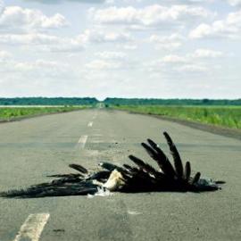 费城动物园广告