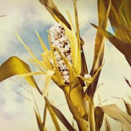 防止全球变暖 广告