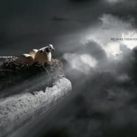 Tampa Cargo 平面广告