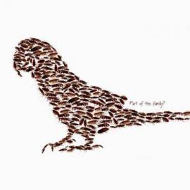 NG 3000 Pest controls 平面广告