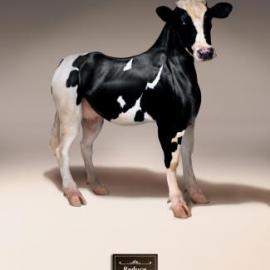 Xenical 平面广告