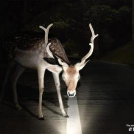 Farmatodo 平面广告