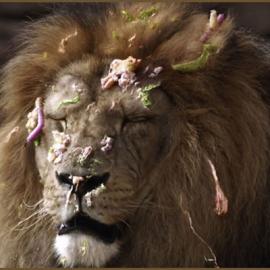 Guatemala Zoo 平面广告