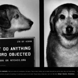 Animal Care 平面广告