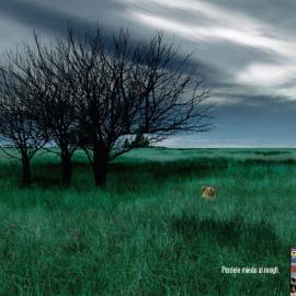 高尔夫杂志广告