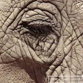 cresta国际广告设计奖 - 平面类