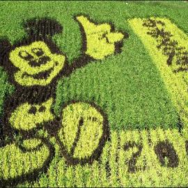 农民种田也有艺术 ――日本稻田画欣赏