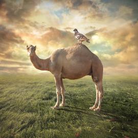 Even Liu 创意设计