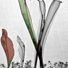 Arie van't Riet X光线视觉艺术