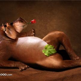 令人捧腹的百变“河马”