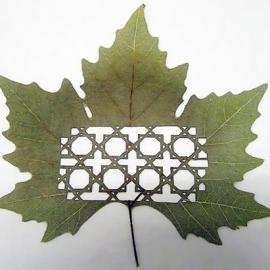 Cut-Away Leaf Art 树叶镂空艺术