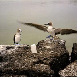 Elternhaus Fragrances香水广告创意海报