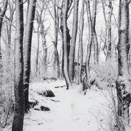 FRANK 品牌形象设计