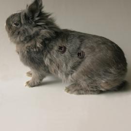 07反皮草海报设计大赛(欧洲区)获奖作品