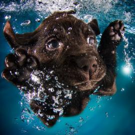 拍摄水下小狗引起轰动