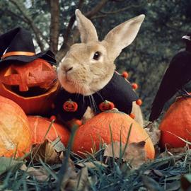 halloween兔子与南瓜