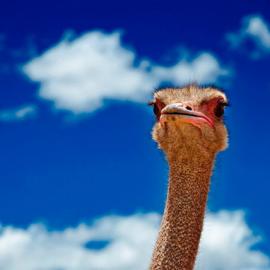 Steve Hoskins的动物肖像摄影作品