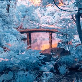 A Beginner's Guide to Infrared Photography