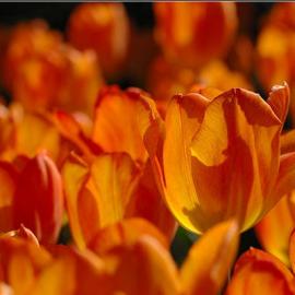 Mirkwolf 摄影作品欣赏