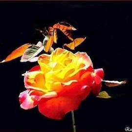 kaushik志摄影作品（美丽的微笑）