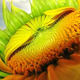 陈陈摄影作品欣赏