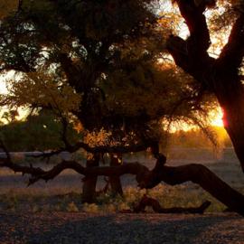 漠之影摄影作品欣赏