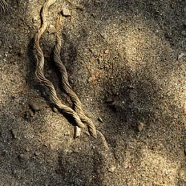 Vikasdntt 摄影作品欣赏