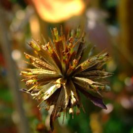 MadameElizabeth 摄影欣赏